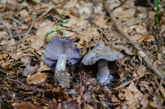 Cortinarius nauseolens