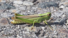 Mecostethus parapleurus
