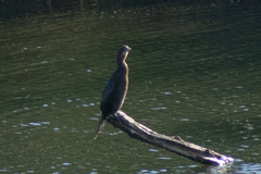 Microcarbo pygmaeus