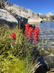 Castilleja peirsonii
