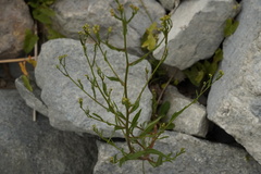 Tripolium pannonicum