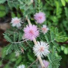 Mimosa aculeaticarpa