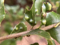 Aceria mackiei