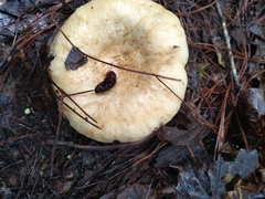 Lactarius scrobiculatus