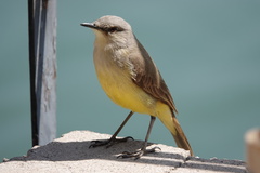 Machetornis rixosa