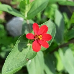 Zinnia peruviana