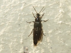 Philonthus cognatus