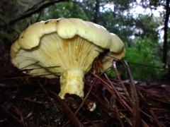 Lactarius scrobiculatus