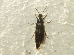 Philonthus cognatus