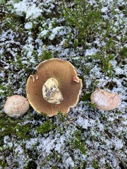 Suillus ochraceoroseus