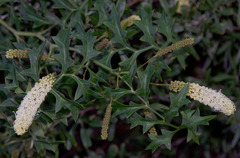 Grevillea flexuosa