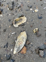Ostreidae