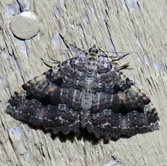 Triphosa dubitata