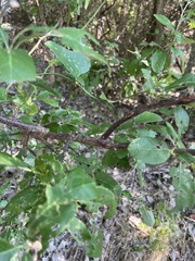 Sideroxylon lanuginosum