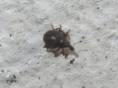 Rhinoncus leucostigma