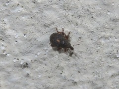 Rhinoncus leucostigma