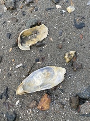 Ostreidae