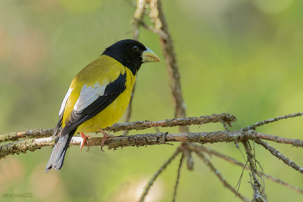Evening and Hooded Grosbeaks