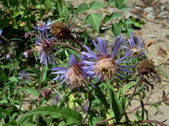 Canadanthus modestus