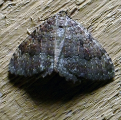 Triphosa dubitata