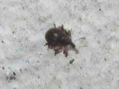 Rhinoncus leucostigma