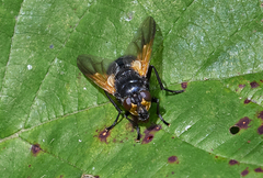 Mesembrina meridiana