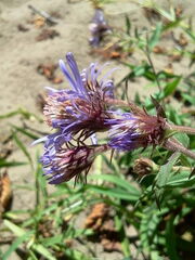 Canadanthus modestus