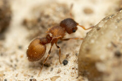 Meranoplus