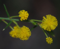 Acacia retrorsa