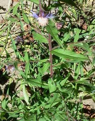 Canadanthus modestus