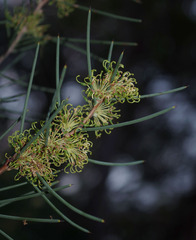 Hakea recurva