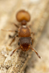 Meranoplus