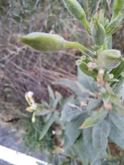 Oenothera villosa