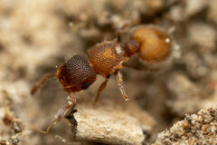 Meranoplus