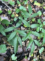 Angelica genuflexa