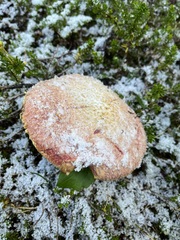 Suillus ochraceoroseus