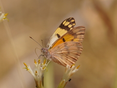 Colotis doubledayi