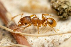 Pheidole rugosula