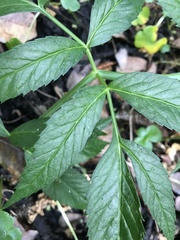 Angelica genuflexa