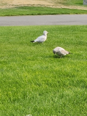Larus delawarensis