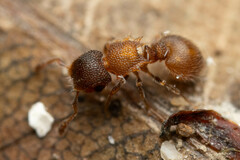 Meranoplus