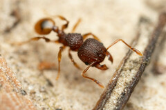 Pheidole longiceps doddi