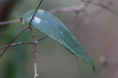 Smilax glyciphylla