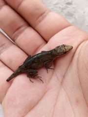 Anolis nebulosus