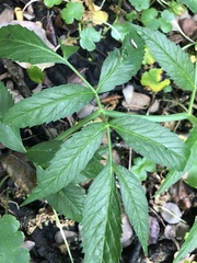 Angelica genuflexa