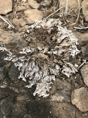 Peltigera rufescens