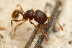 Pheidole longiceps doddi