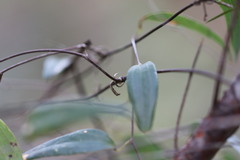 Smilax glyciphylla