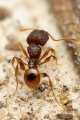 Pheidole longiceps doddi