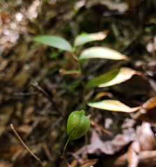 Uvularia sessilifolia